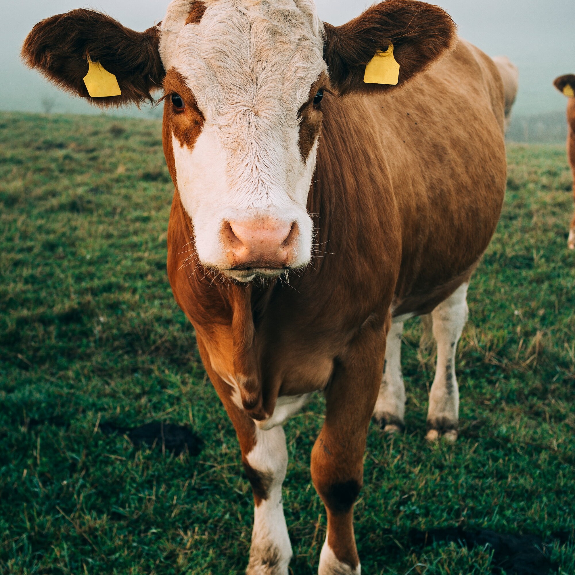 Animal comfort solutions