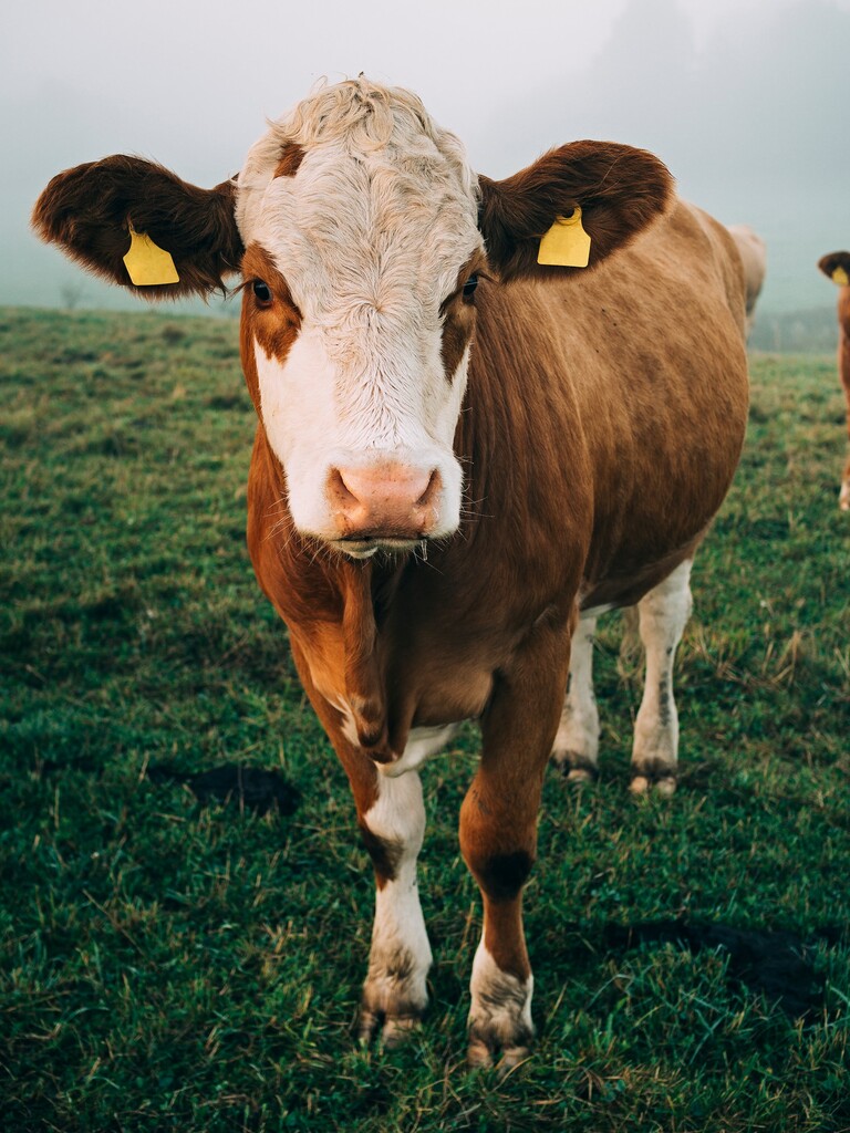 Animal comfort solutions